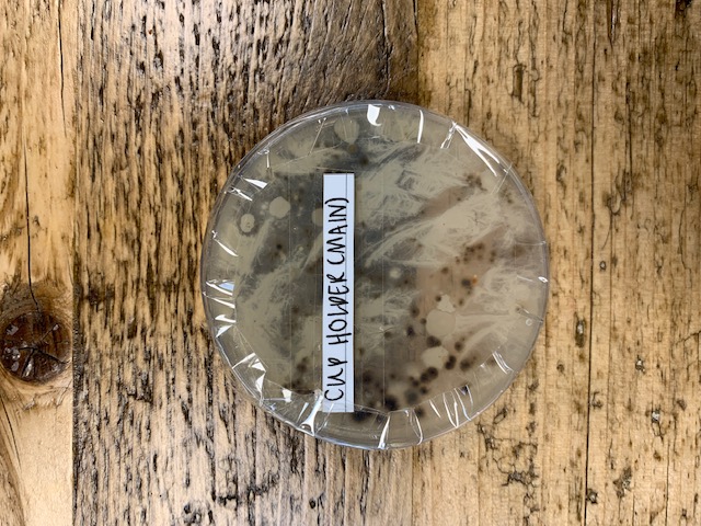 Day 5 Cup Holder Germs